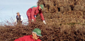 Preparativi Focara 2018 di Veglie