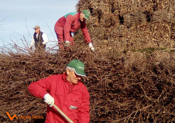 Preparativi Focara 2018 di Veglie