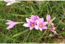 Dott. Fabio Coppola: «VEGLIE: I FIORI DI LUPOMONACO “COLCHICUM CUPANII”»