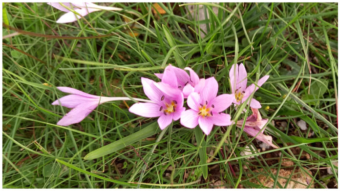 coppola_lupomonaco_fiori_0