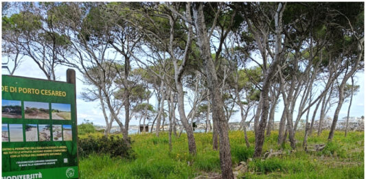 PORTO CESAREO: IMPORTANTI ATTIVITÀ DI TUTELA PER L’ISOLA DEI CONIGLI