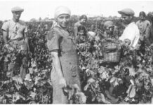 Raffaele Fitto partecipa all’evento “Identità come bene collettivo: 50 anni di Salice Salentino DOC” il 15 Maggio a Salice