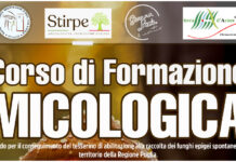 FORMAZIONE MICOLOGICA: A VEGLIE UN CORSO DI TRE GIORNI 19, 20 E 21 OTTOBRE